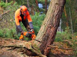 Best Tree Removal  in Stonybrook, PA