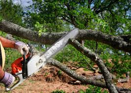 Best Stump Grinding and Removal  in Stonybrook, PA